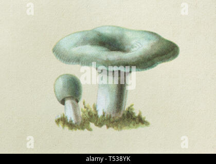 Downy Milch cap Pilz (Lactarius pubescens) in der Farbe Abbildung im Buch der Schmackhafte und gesunde Lebensmittel in der Sowjetunion veröffentlicht (1953). Stockfoto