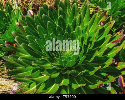 Junge Pflanze riesige Lobelia (Lobelia Deckenii) am Mount Kenya National Park Stockfoto