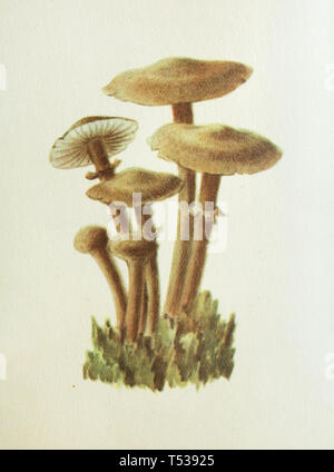 Honig (Armillaria Mellea Pilze) in der Farbe Illustration im Buch der Schmackhafte und gesunde Lebensmittel in der Sowjetunion veröffentlicht (1953) dargestellt. Stockfoto
