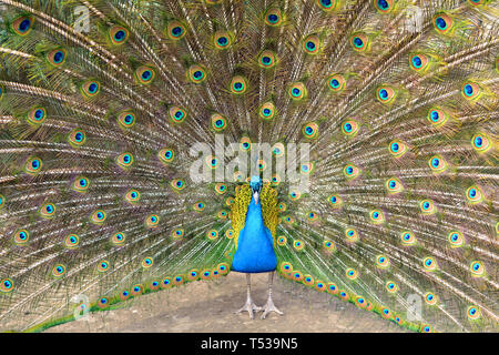 Schöne (indischen) Pfauen oder Blauer Pfau (Pavo cristatus), großen und bunten Vogel Stockfoto