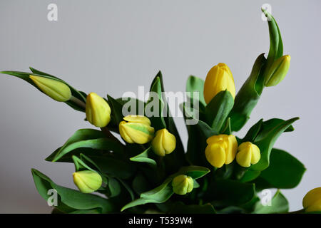 Bündel, frisch gelbe Tulpen Stockfoto