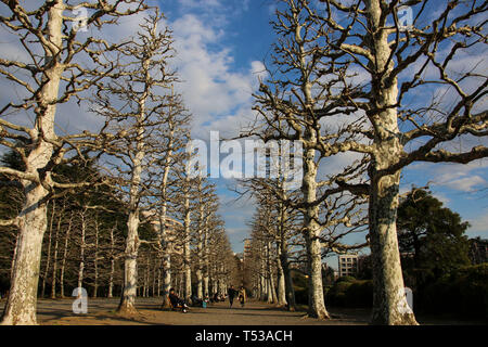 TOKYO, Japan - 24. MÄRZ 2019: Alley von Ginkgo Bäume im Frühjahr in Shinjuku Gyoen National Garten, Tokio, Japan Stockfoto