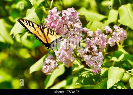 Schmetterling, gelben Schwalbenschwanz BUTTERFLE Stockfoto