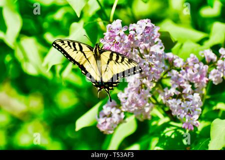 Schmetterling, gelben Schwalbenschwanz BUTTERFLE Stockfoto