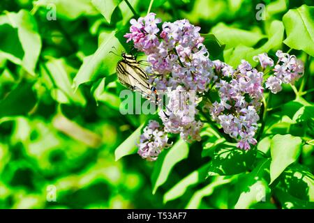 Schmetterling, gelben Schwalbenschwanz BUTTERFLE Stockfoto