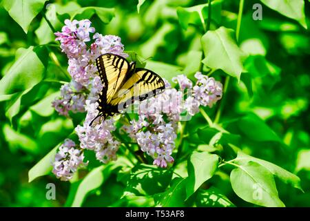 Schmetterling, gelben Schwalbenschwanz BUTTERFLE Stockfoto