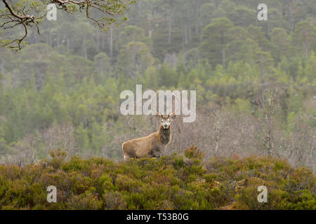 Rotwild Hirsche bei der Regenerierung Wald. Glen Affric, Schottland Stockfoto