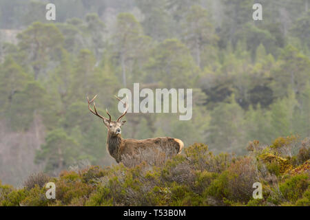 Rotwild Hirsche bei der Regenerierung Wald. Glen Affric, Schottland Stockfoto