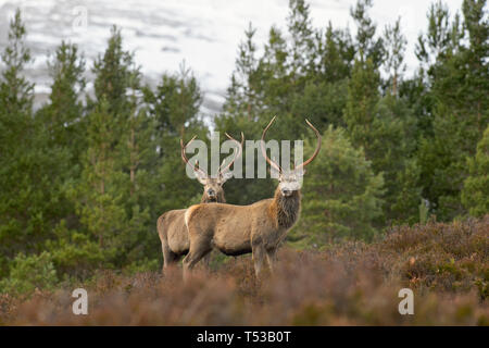 Rotwild Hirsche bei der Regenerierung Wald. Glen Affric, Schottland Stockfoto