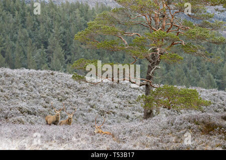 Rotwild Hirsche bei der Regenerierung Wald. Glen Affric, Schottland Stockfoto