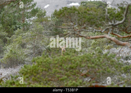 Rotwild Hirsche bei der Regenerierung Wald. Glen Affric, Schottland Stockfoto