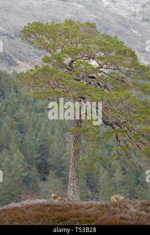 Rotwild Hirsche bei der Regenerierung Wald. Glen Affric, Schottland Stockfoto