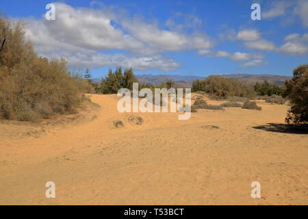 Luftaufnahme der Dünen von Maspalomas auf Gran Canaria. Stockfoto