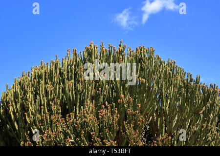 Armleuchter Wolfsmilch gegen den blauen Himmel, Euphorbia Candelabrum, Kaktus, Kanarische Inseln Stockfoto