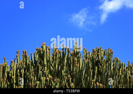 Armleuchter Wolfsmilch gegen den blauen Himmel, Euphorbia Candelabrum, Kaktus, Kanarische Inseln Stockfoto