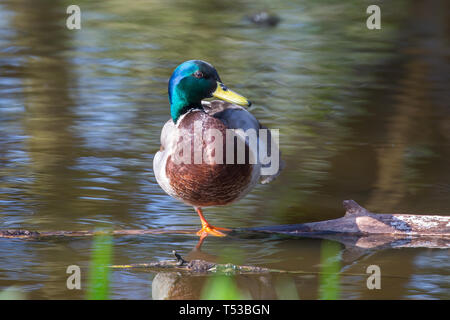 Nahaufnahme einer isolierten, männlichen UK-Stockente (Anas platyrhynchos), die auf einem Bein steht und auf dem Holzstamm im Wasser balanciert, bei Frühlingssonne. Stockfoto