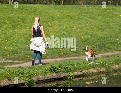 Rückansicht junger, passender, kaukasischer Frauen mit langem blonden Pferdeschwanz, die ihren Hund an der Leine entlang des ländlichen UK-Kanalweges bei Frühlingssonne spazieren gehen. Stockfoto