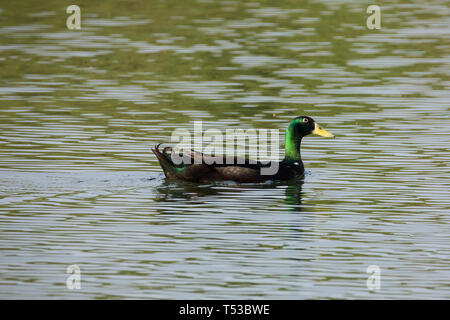 Grün und Braun Ente schwimmt durch einen Teich, der ein Auge auf die Dinge Stockfoto