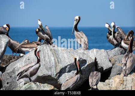 Pelicans Roost und Nest auf Felsen rund um den Rand der Bucht Stockfoto