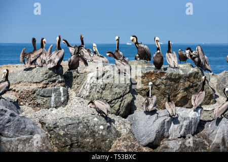 Pelicans Roost und Nest auf Felsen rund um den Rand der Bucht Stockfoto