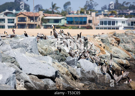 Pelicans Roost und Nest auf Felsen rund um den Rand der Bucht Stockfoto