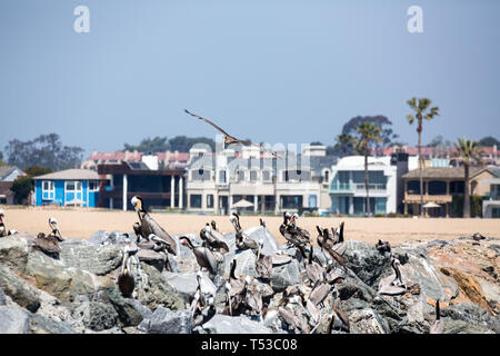 Pelicans Roost und Nest auf Felsen rund um den Rand der Bucht Stockfoto