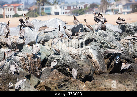 Pelicans Roost und Nest auf Felsen rund um den Rand der Bucht Stockfoto