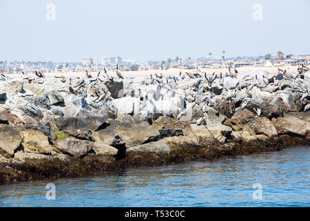 Pelicans Roost und Nest auf Felsen rund um den Rand der Bucht Stockfoto