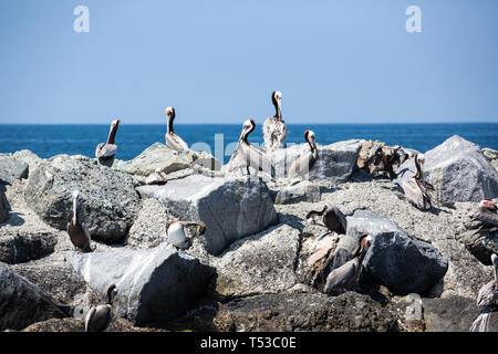 Pelicans Roost und Nest auf Felsen rund um den Rand der Bucht Stockfoto