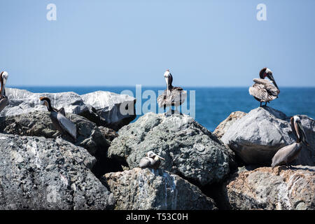 Pelicans Roost und Nest auf Felsen rund um den Rand der Bucht Stockfoto