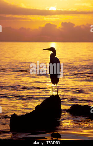 Florida Keys Islamorada Atlantischer Ozean großer weißer Reiher Vogelkran, Sonnenaufgang Wassersilhouette, Stockfoto