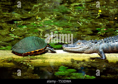 Florida Everglades Big Cypress National Preserve, Rotbauchensaue Rotbauchschildkröte Pseudemys nelsoni, Jugendliche junge amerikanische Alligator mississippiens Stockfoto