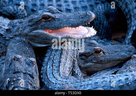 Miami Florida, Homestead Everglades Alligator Farm 3 Jahre alte Jugendliche, aufwachsen Stift Touristenattraktion, Stockfoto