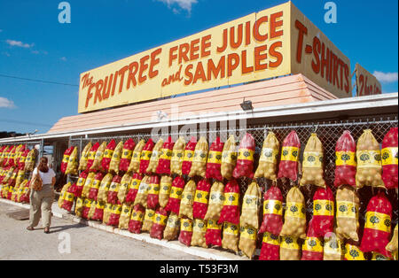 Florida Polk County Winter Haven US Highway Route 27 The Fruitree lokal angebaute Orangen und Grapefruits, FL308 Stockfoto