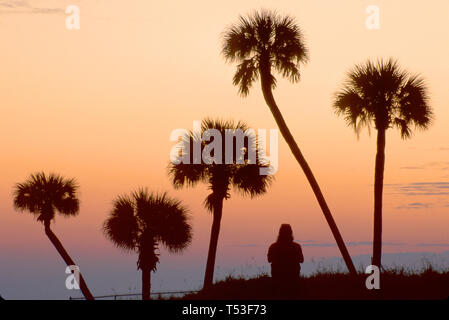 Florida Atlantic Shore Daona Strand Strände, Sand, Surfen, Besucher Kohl Palmen, Bäume, tropische, Tropen, natürliche Dünendämmerung, Besucher reisen Stockfoto