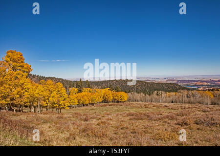 Quacking Aspen auf den Scenic Byway 12. Stockfoto