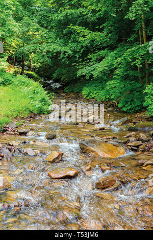 Wilden Baches in die Tiefen alten Buchenwälder. schönen Sommer Natur Landschaft. Unterseite des Creek durch klares Wasser sichtbar ist Stockfoto