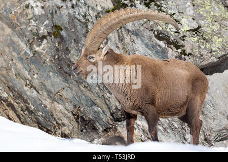 Ein wunderbares Tier, der Alpensteinbock im Schnee (Capra ibex) Stockfoto