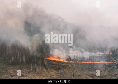 Starker Waldbrand. Brennende Gras und Bäumen. Trockenes Gras, Rauch und Flammen. Dicker Rauch im Wald Stockfoto