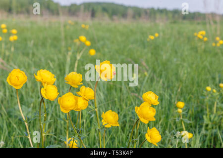 Marienkäfer und globeflower, Trollius europaeus, Schöne gelbe Globeflowers europäischen Ranunculaceae. Blume auf der Roten Liste. Stockfoto