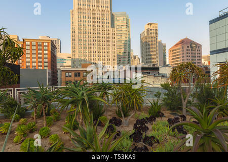 Agaven Garten auf der Dachterrasse Park in Salesforce Transit Center, mit der San Francisco Hochhaus im Hintergrund, Kalifornien, USA, bei Sonnenaufgang Stockfoto