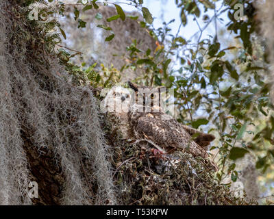 Great Horned owl Mutter mit einem ihrer Bezeichnung, die mochte sie Bewegungen nachzuahmen. Stockfoto