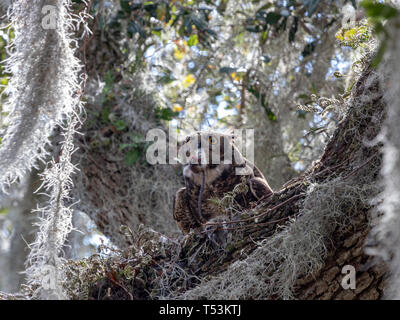 Great horned Owl mit Maus im Nest Stockfoto