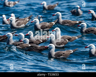 Heermann von Möwen bei der Zucht Insel Isla Rasa in der See von Cortez, Baja, Mexiko Stockfoto