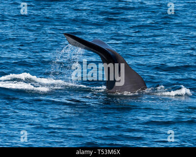 Ein pottwal, Physeter macrocephalus, größte Zahnriemen Wal, zeigt seine Schwanzflossen wie tief im Meer von Cortez in Baja, Mexico Tauchgänge Stockfoto