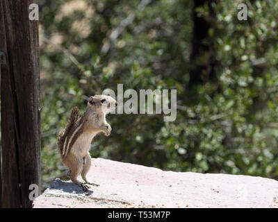 White-tailed Antilope Erdhörnchen La Ventana, Baja California Sur Mexiko Stockfoto