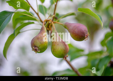 Unreife grüne Birnen wachsen auf einem Ast mit Blätter im Garten. Selektive konzentrieren. Stockfoto