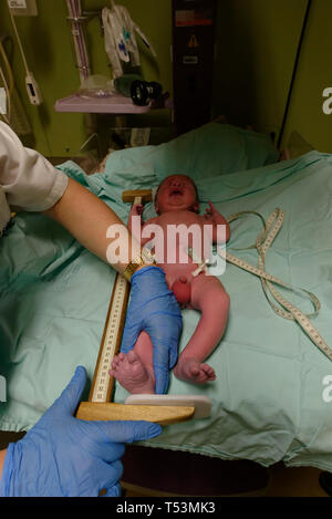 Neugeborenes (4 kg) im Krankenhaus gemessen wird Stockfoto