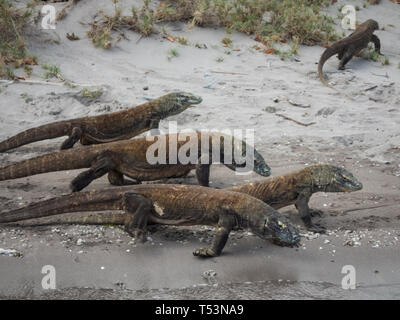Nahaufnahme der Gruppe der Baby Komodo Drachen, Varanus komodoensis, kriechen aus dem Wasser Stockfoto