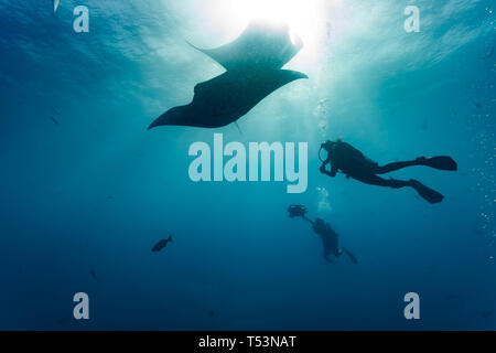 Closeup zwei eines riesigen ozeanischen Mantas, oder devilfish, Manta birostris, Schwimmen während der Kameramann das Bild erfasst Stockfoto